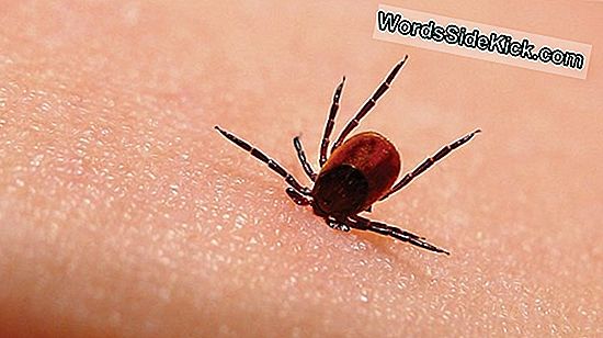 Lyme Disease High-Risk Areas Onthuld In Nieuwe Kaart