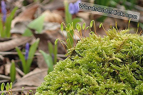 Plant Detectives Graven In Hoe Cellen Groeien