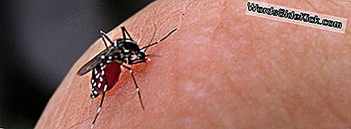 Tweede Lokaal Geval Van Dengue Fever Gediagnosticeerd In Florida Dit Jaar