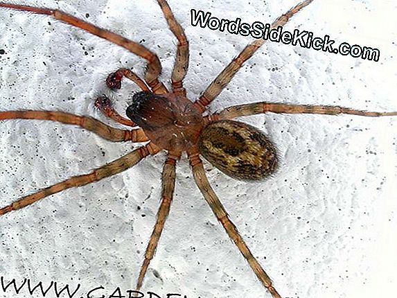 Giftige Hobo Spider Bites Zijn Misschien Toch Niet Zo Giftig