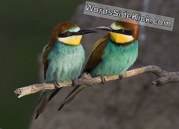 Animal Sex: How Birds Do It
