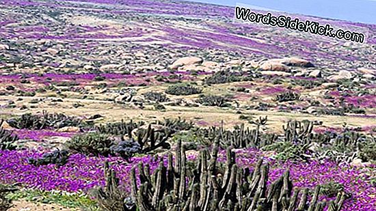 Atacama Desert Bloeit Roze Na Historische Regenval (Foto'S)