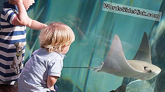 Baby-Potbuikige Zeepaardjes Geboren In Ny Aquarium