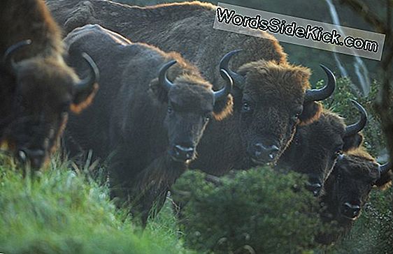 Bison Kan Opnieuw Worden Geïntroduceerd In Alaska