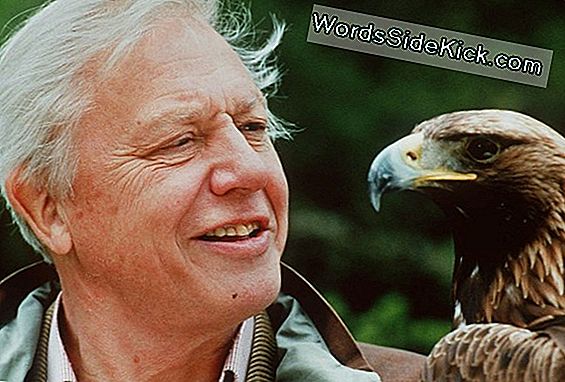 Filmmaker Sir David Attenborough Noemt De Mens Een Plaag