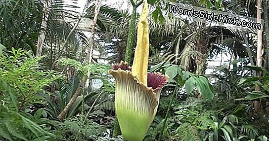 Gigantische Stinkende Lijk Bloem Ingesteld Om Te Bloeien