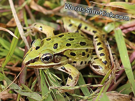 Hopping In Plain Sight: New Frog Species Discovered In Nyc