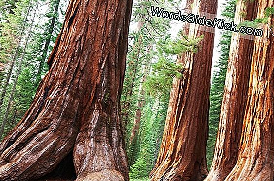 Land Of Giants: Sequoia En Kings Canyon National Parks
