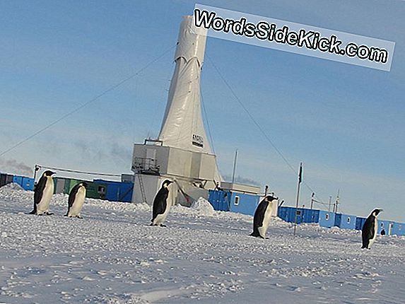 Wetenschappers Hebben De Antarctische Ijskap Geboord. Dit Is Wat Ze Hebben Gevonden.