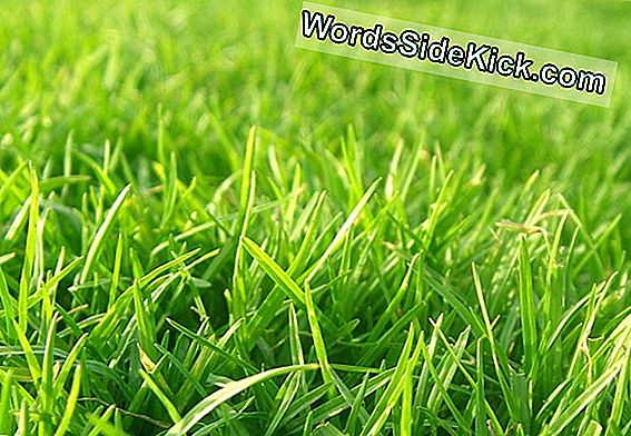 Waarom Is Gras Groen?