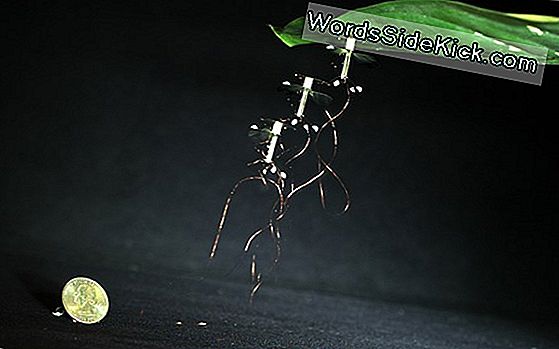 Flying Insect-Inspired Robot Kan 'Middenin' Blijven 'Rusten'