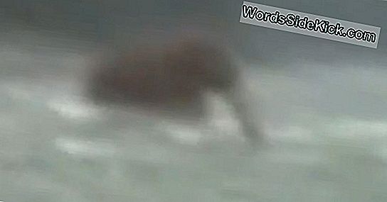 'Woolly Mammoth' Video A Hoax, Originele Footage Bewijst