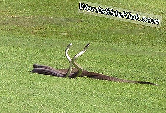 14Th Hole Is A Killer: 2 Deadly Snakes Fight In Golf Course Video