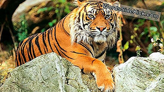 3 New Maleise Tiger Cubs: Leuk En Genetisch Waardevol