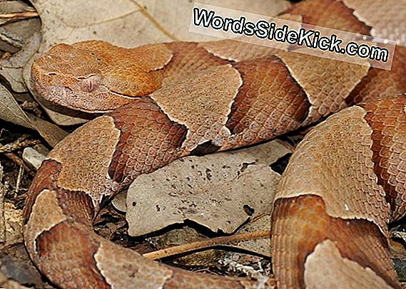 Copperhead Snakes: Feiten, Happen & Baby'S