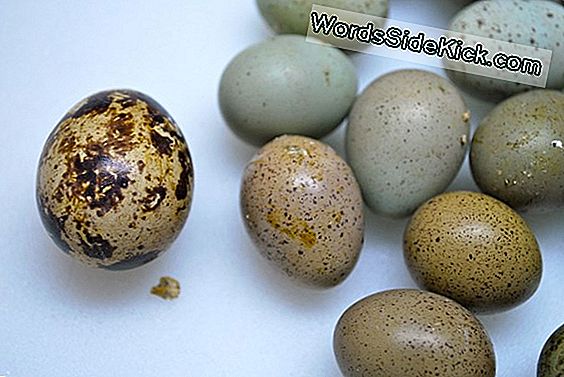 Dinosaurussen 'Long Egg Hatching Times Zouden Tot Hun Ondergang Kunnen Leiden