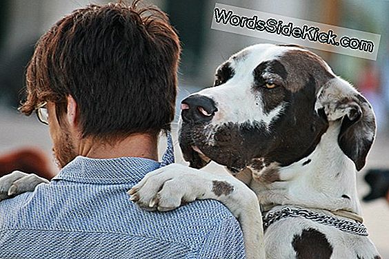Dog 'Scientist' Zit Op Redactieraad Van Medische Tijdschriften