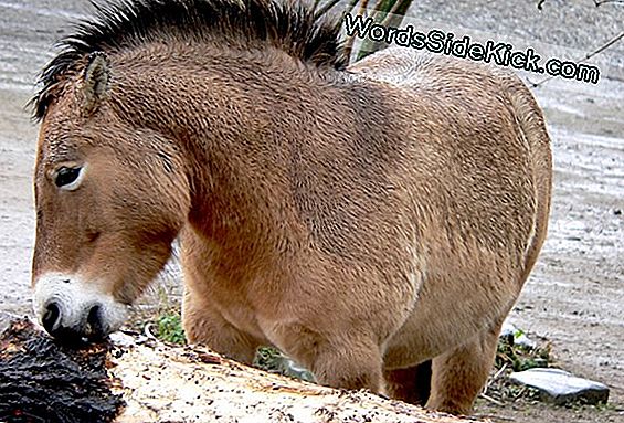 Bedreigde Przewalski'S Horse Breaks Neck, Net Zoals National Zoo Releases Neglect Report (Op-Ed)