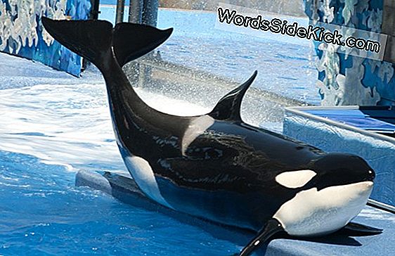 Orca Calf Sterft In Seaworld: Waarom Orka'S Ziek Worden In Gevangenschap