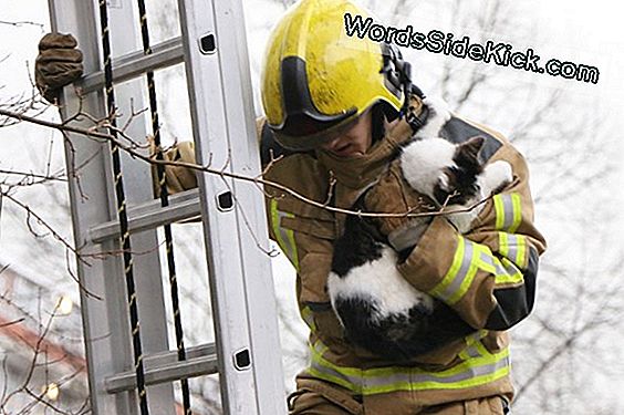 Deze Kat Was Bleek: Saber-Getande Kittens Waren Muscly