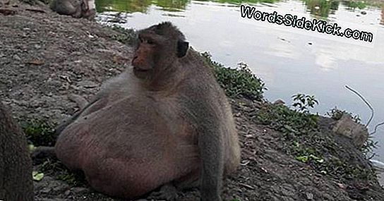 Uncle Fatty: Obese Monkey Toont Gevaren Van Menselijk Voedsel