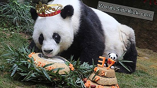 De Helft Van Giant Panda Habitat Kan In 70 Jaar Verdwijnen, Zeggen Wetenschappers