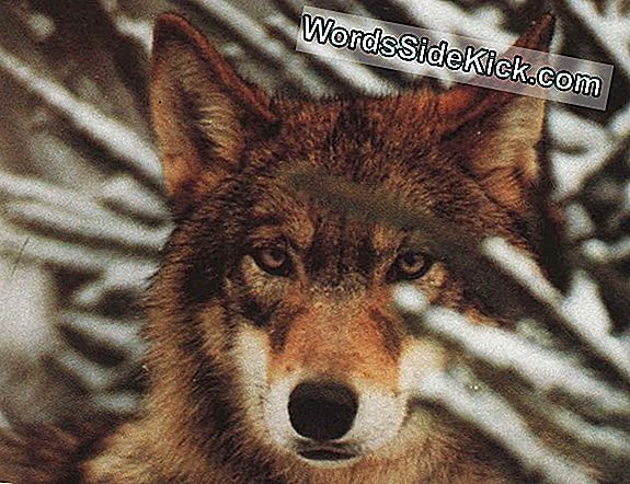 Wolf Feiten: Grijze Wolven, Houtwolven En Rode Wolven