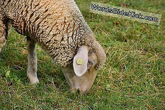 20 Jaar Na Dolly The Sheep, Wat Hebben We Geleerd Over Klonen?