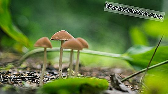 'Magic Mushrooms' Might Ease Depression Symptoms