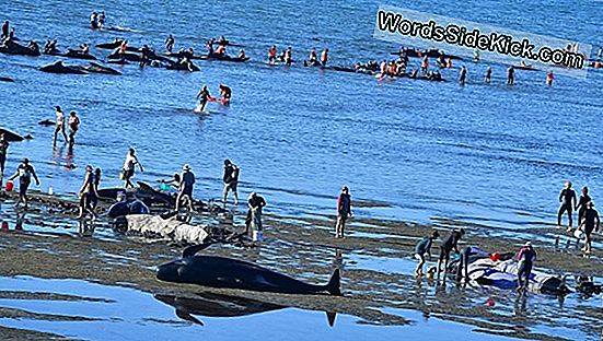 Mystery Of Whale And Dolphin Strandings Kunnen Op Nasa-Gegevens Steunen