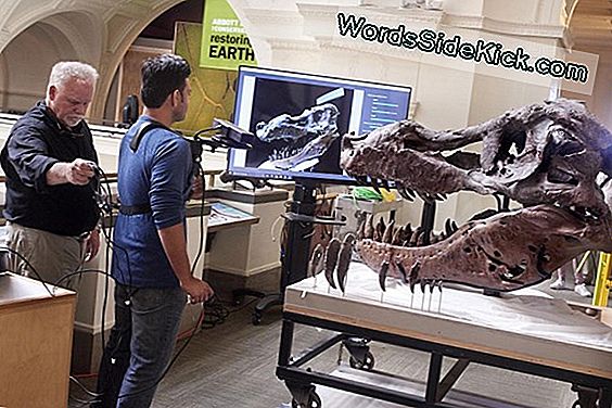 Kinect-Scans Van T. Rex Skull Werpen Licht Op Mysterieuze Gaten