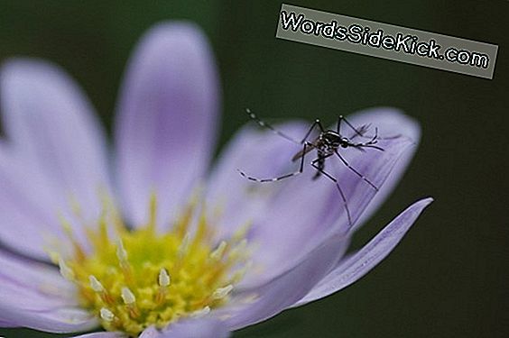 Muggen: Biologie, Insectenwerende Middelen En Bijtstimulering