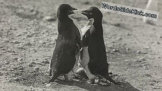 Penguins 'Explicit Sex Acts Shocked Polar Explorer