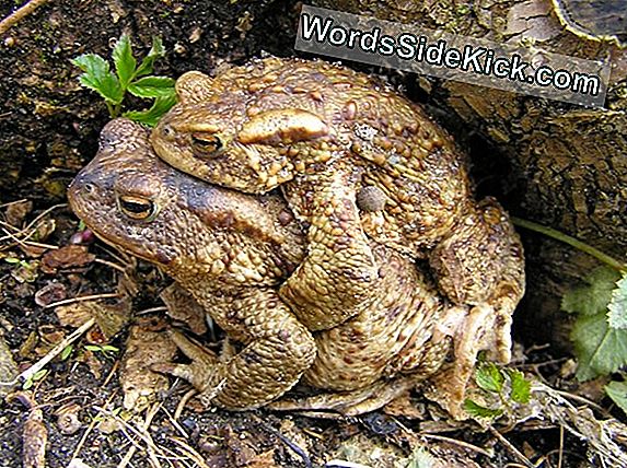 Toad Eet Kever, Betreurt Het Meteen - Bekijk De Nasleep Van De Nasleep