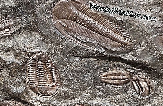 Wat Is Het Oudste Fossiel Ooit Gevonden?