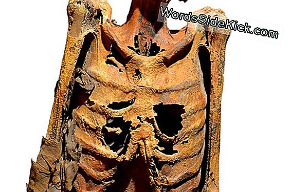 Mummie Met Goudverguld Gezichtsmasker Ontdekt Bij De Begraafplaats Van Het Oude Egypte