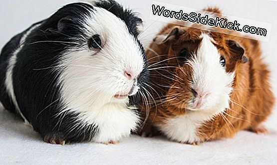 Waarom Experimenteren We Met Cavia'S?