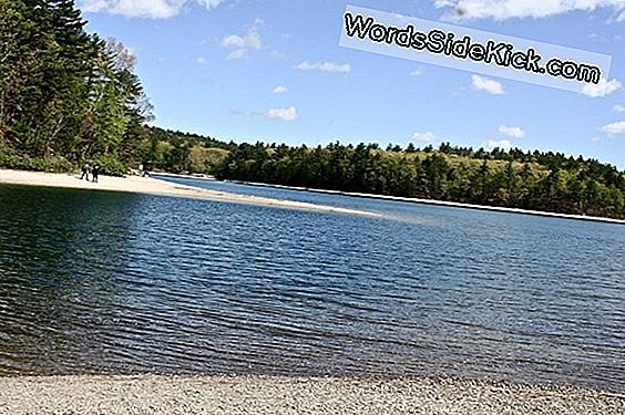 Stop Met Plassen In Walden Pond!