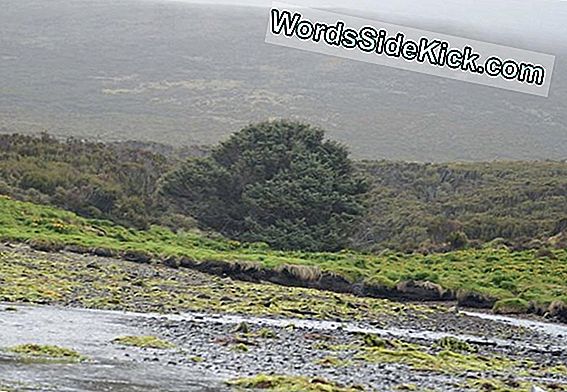 'S Werelds Loneliest Tree Records Fallout From Humanity