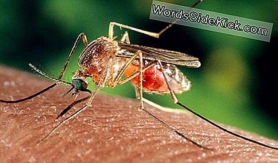 zika virus voksne zika virus voksne
