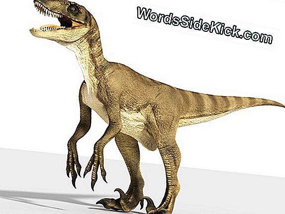 Cientistas descobrem novo dinossauro predador gigante com braços curtos,  como o T-Rex - SWI