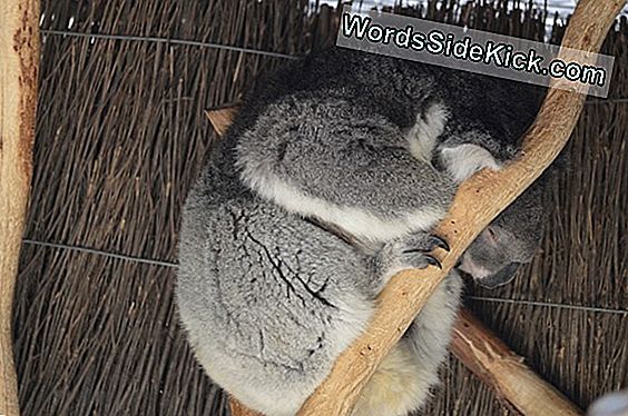 Koala Are Amprente Similare Omului