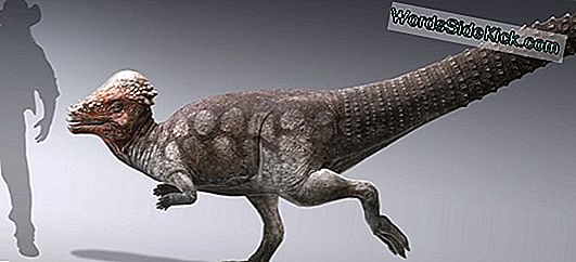 A Mosasaur Tail: สัตว์เลื้อยคลานโบราณมาปกครองมหาสมุทรอย่างไร
