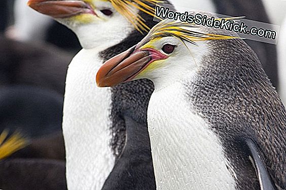 Penguins ยึดครองนิวซีแลนด์ได้อย่างรวดเร็วหลังจากมนุษย์กินสัตว์คู่แข่ง