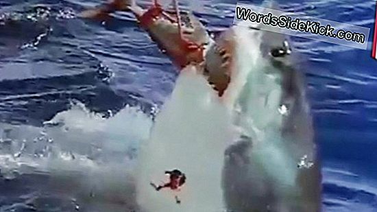 Hawaii Kaplan Kopekbaligi Gocu Isiriklarda Yukselisi Ile Kesisiyor 2021 Dunya Gezegeni