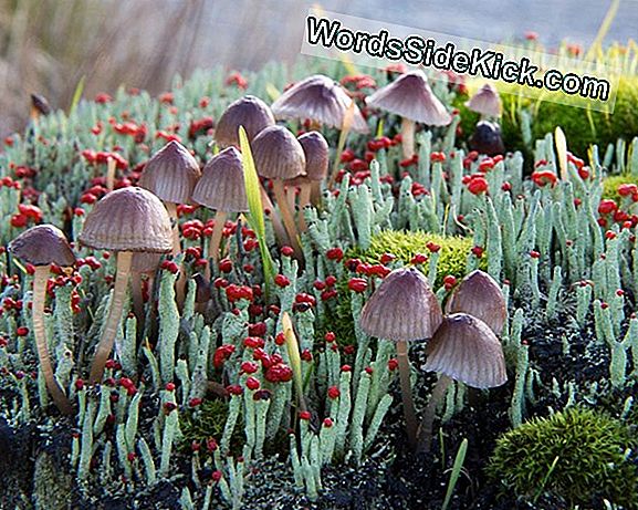 Royal Garden Sihirli Mantar Fly Agaric Nedir 2021 Garip Haberler