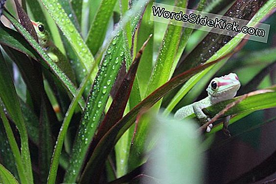 Fotoğraflar: Madagaskar 11 Renkli Bukalemunlar