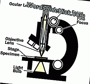 Diagram van een typische studentenlichtmicroscoop, die de delen en het lichtpad toont