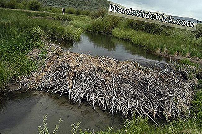 Beaver Dam Stops Oil Spill