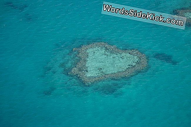 Earth Valentine: Australia'S Heart Reef